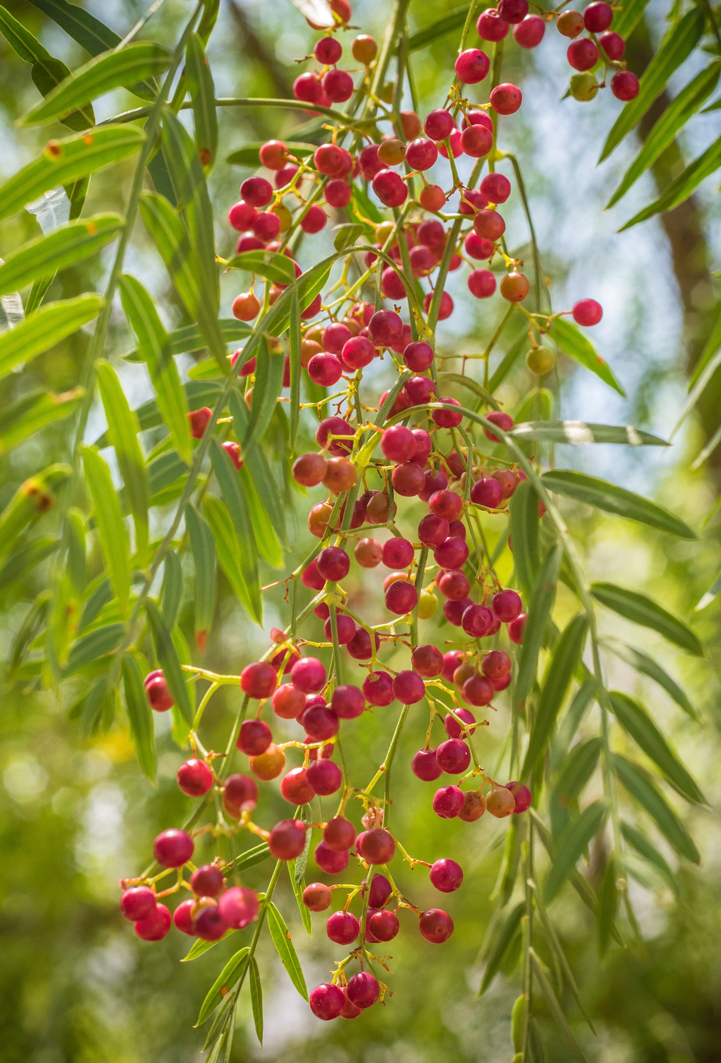 Pink Peppercorn “Molle” Oil