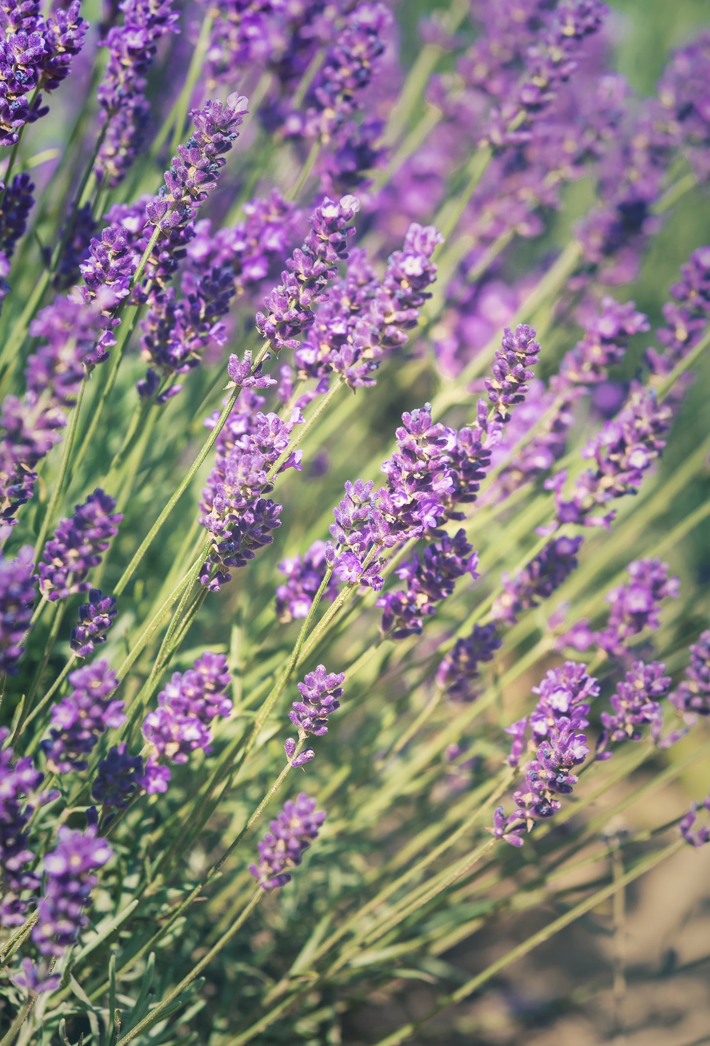 Dihydromyrcenyl Acetate