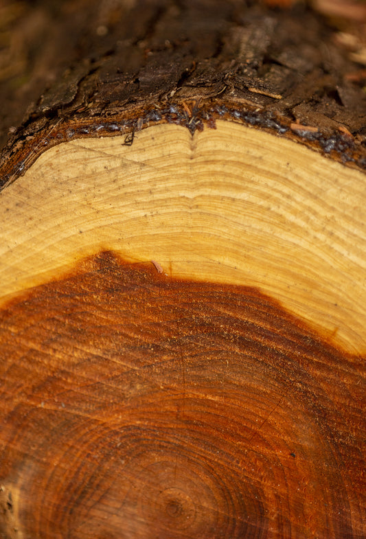 Cedarwood “Superior” Oil, Virginia