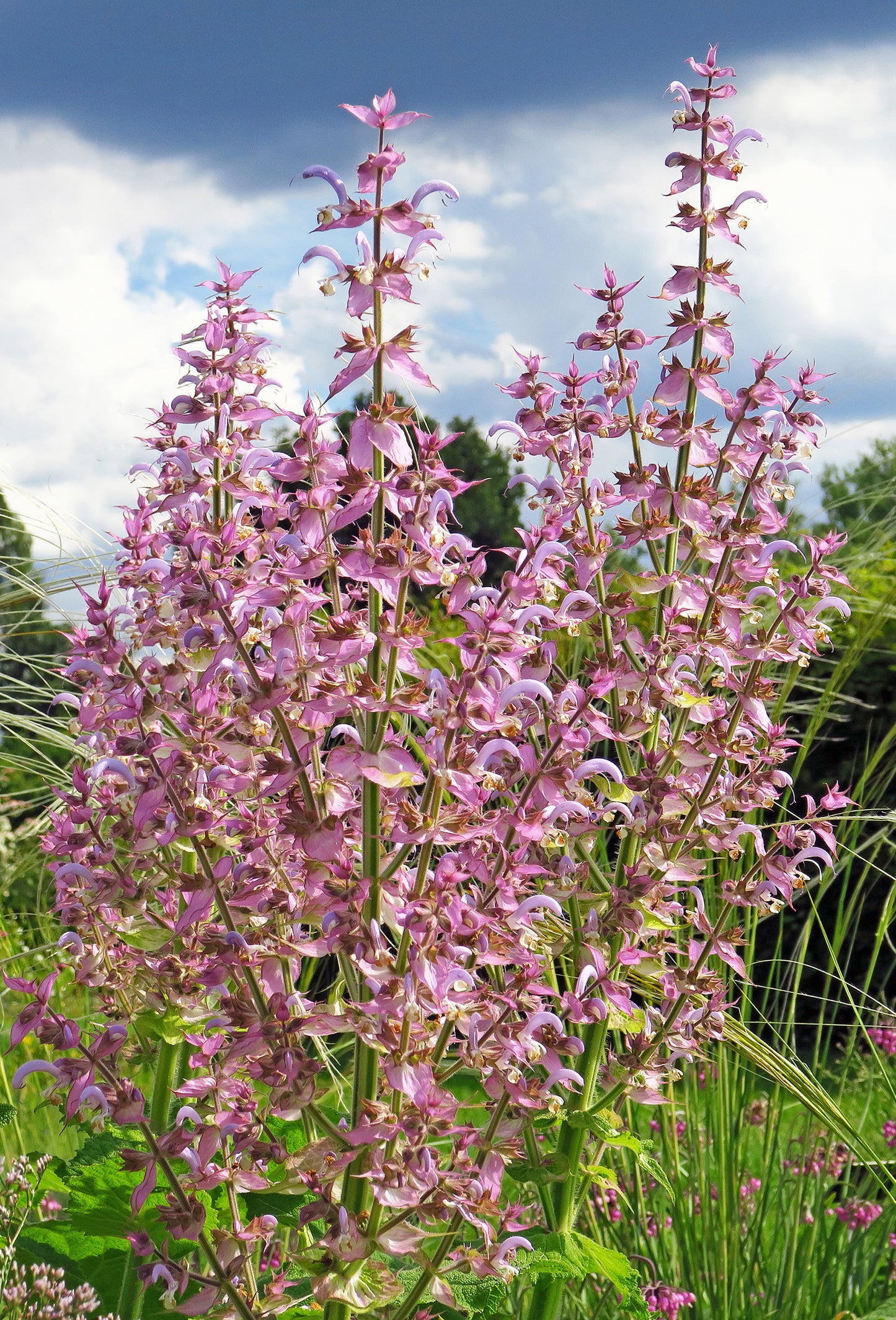 Clary Sage Oil