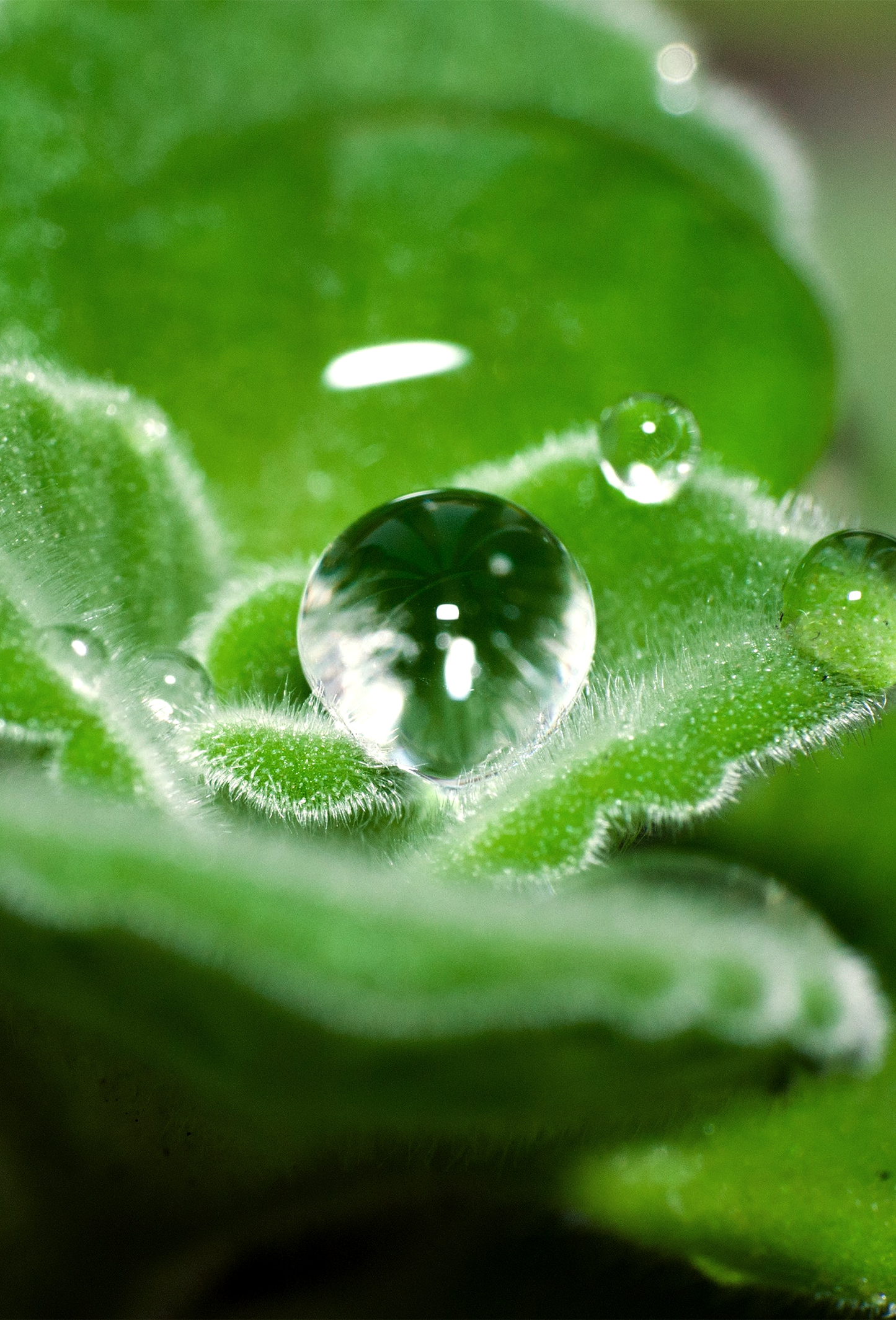 Patchouli Heart N.3 PA60