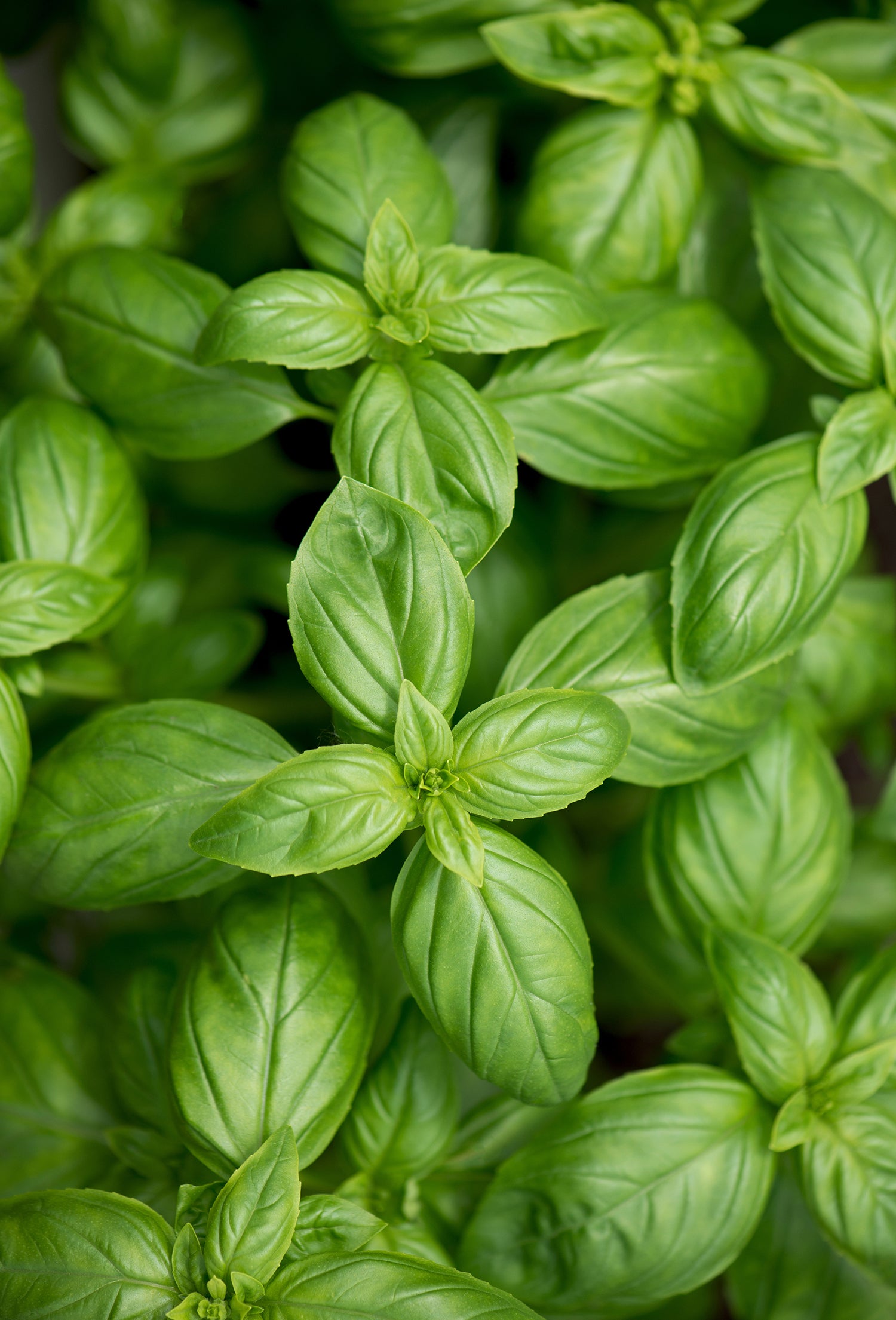 Basil Oil ct Methyl Chavicol