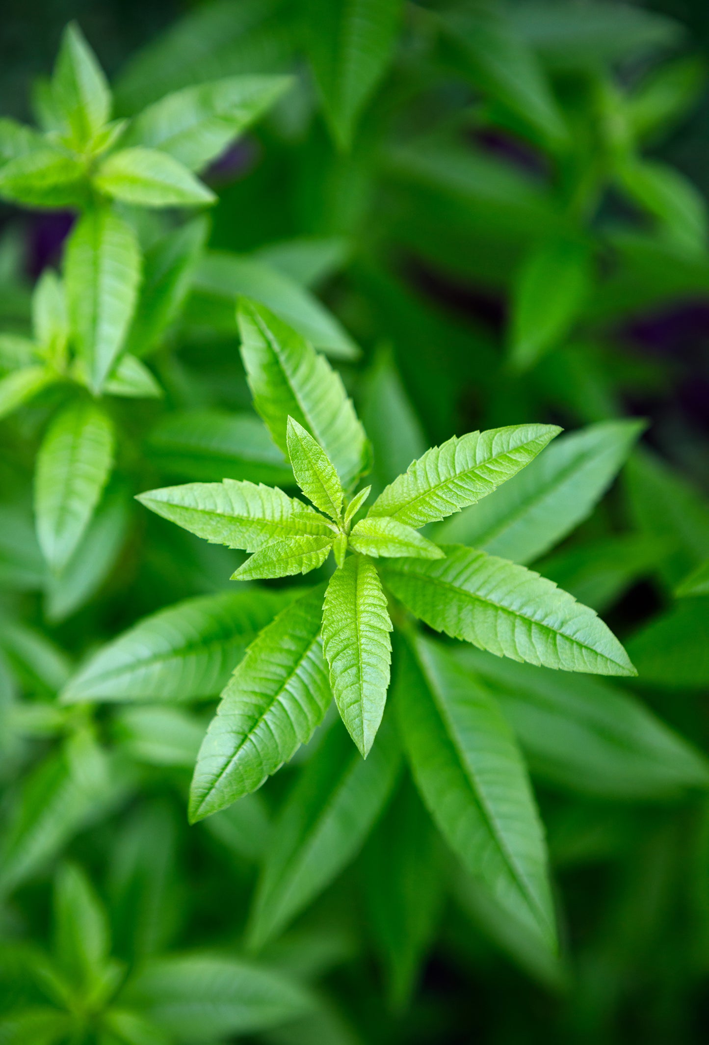 Verbena Absolute