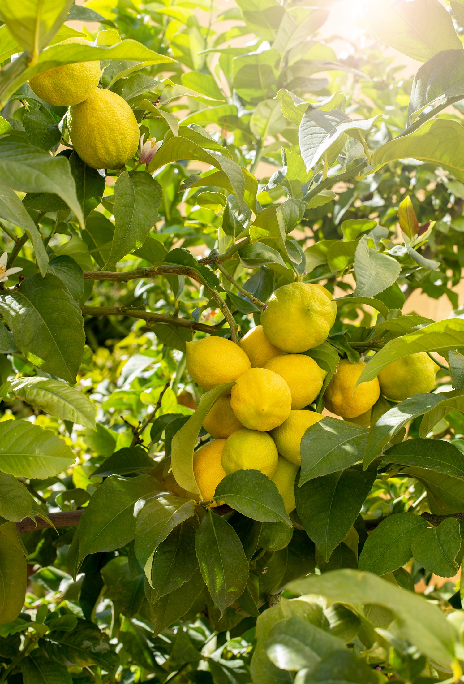 Citronnier citrus lemon