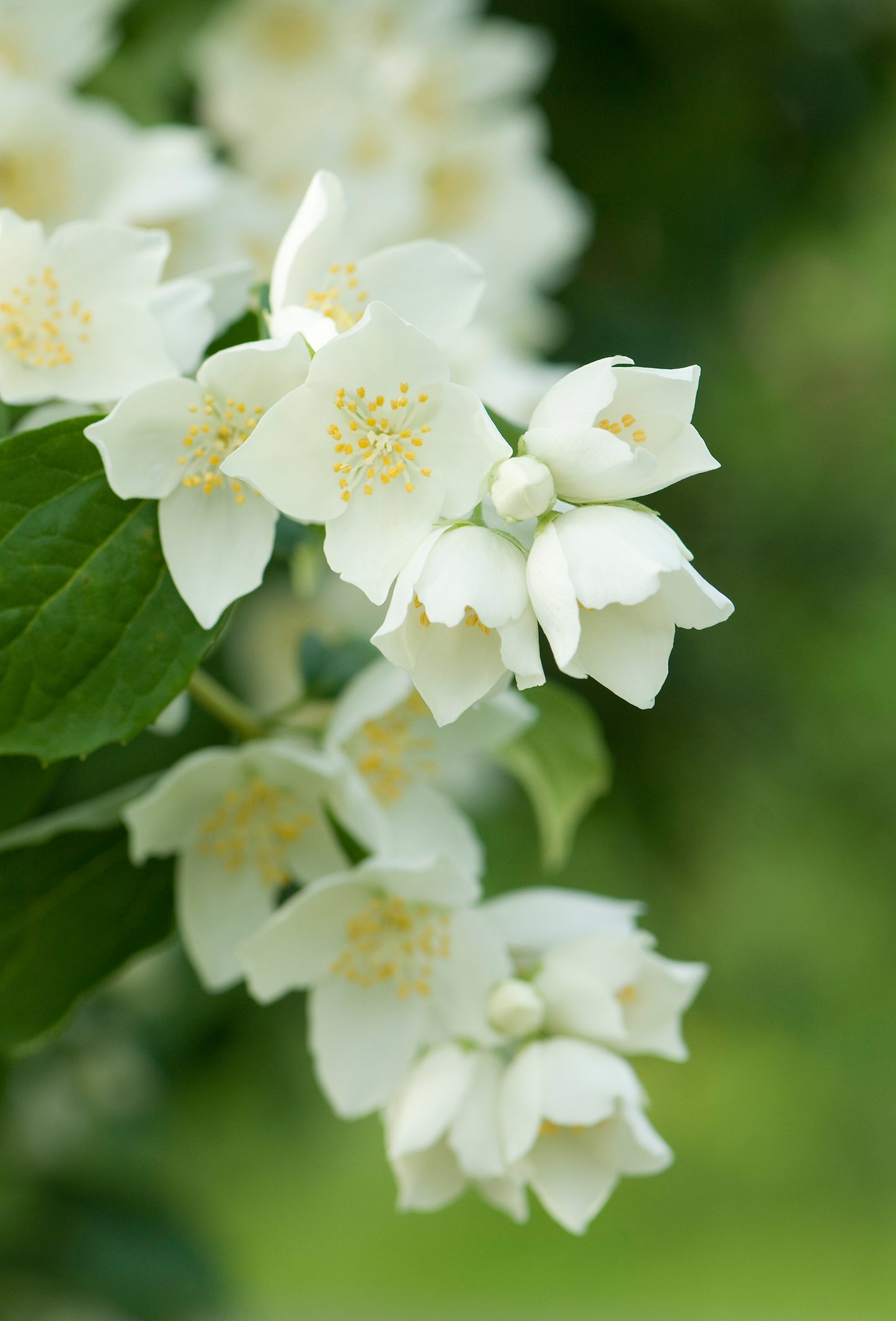 Jasmin Imperial