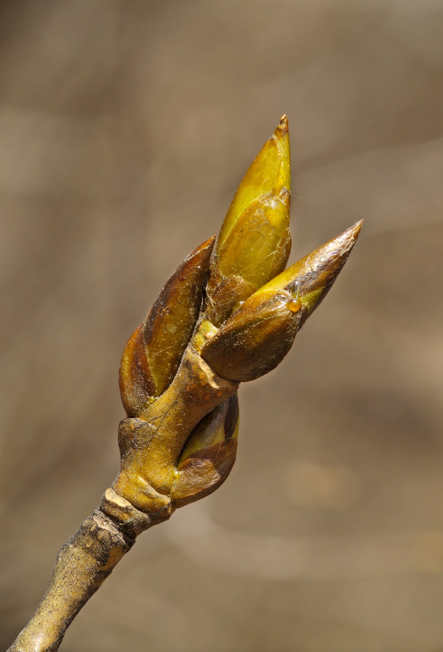 Poplar Bud Absolute 50 PCT TEC