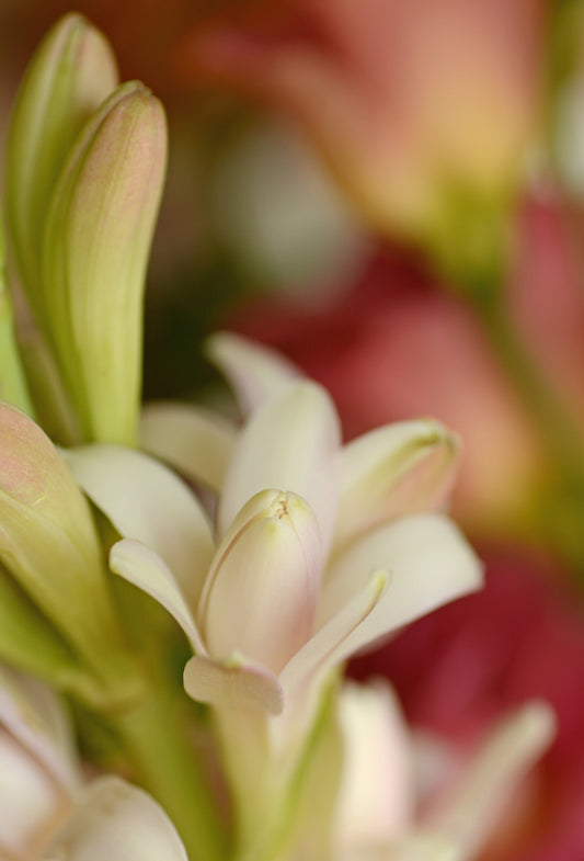 Tuberose “Signature” Absolute