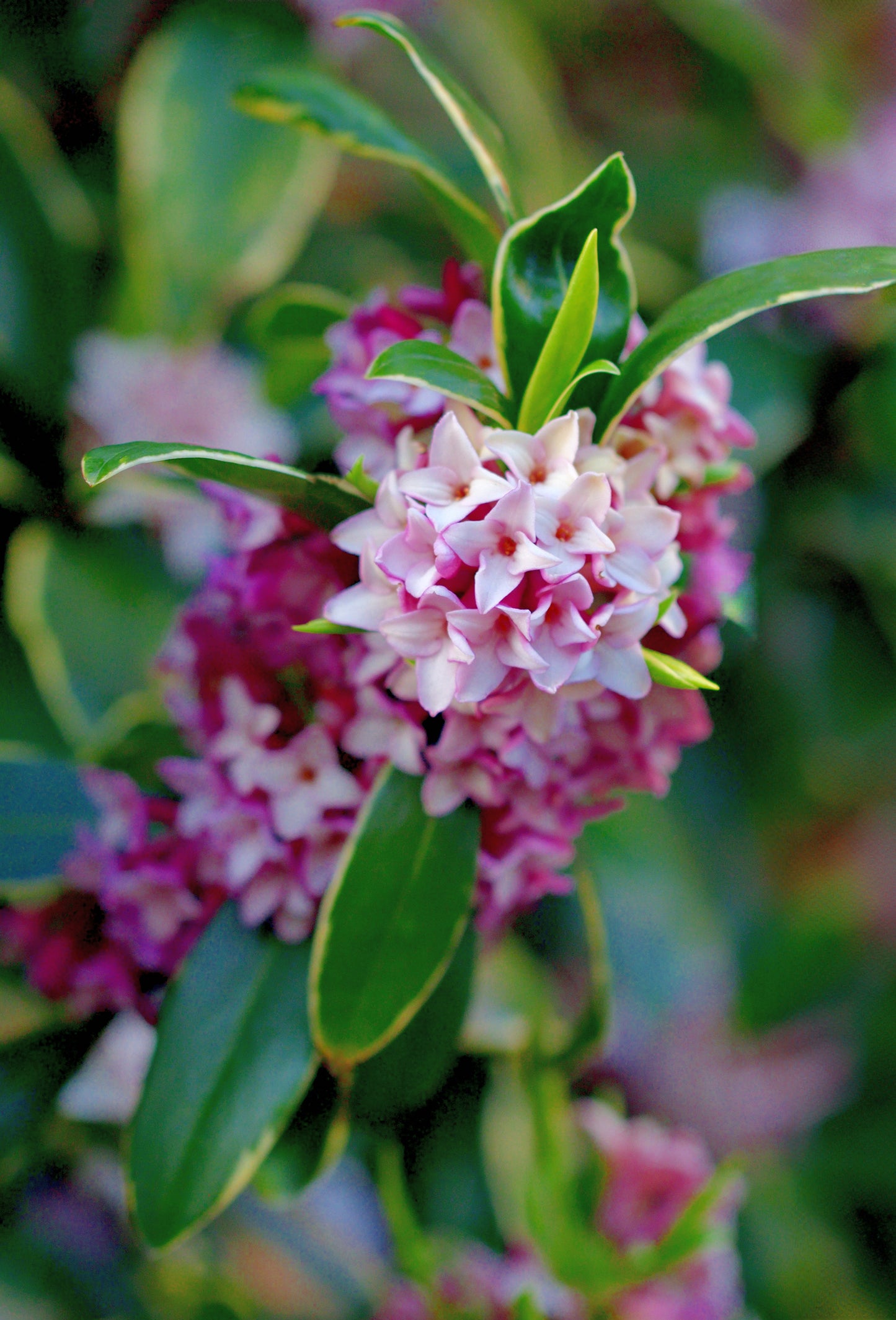 Daphne Supreme