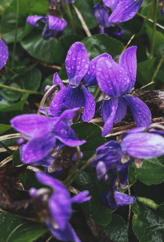 Violet Leaf ”Signature“ Absolute