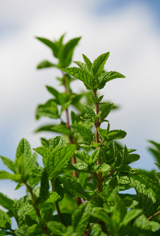 Spearmint “Signature” Oil