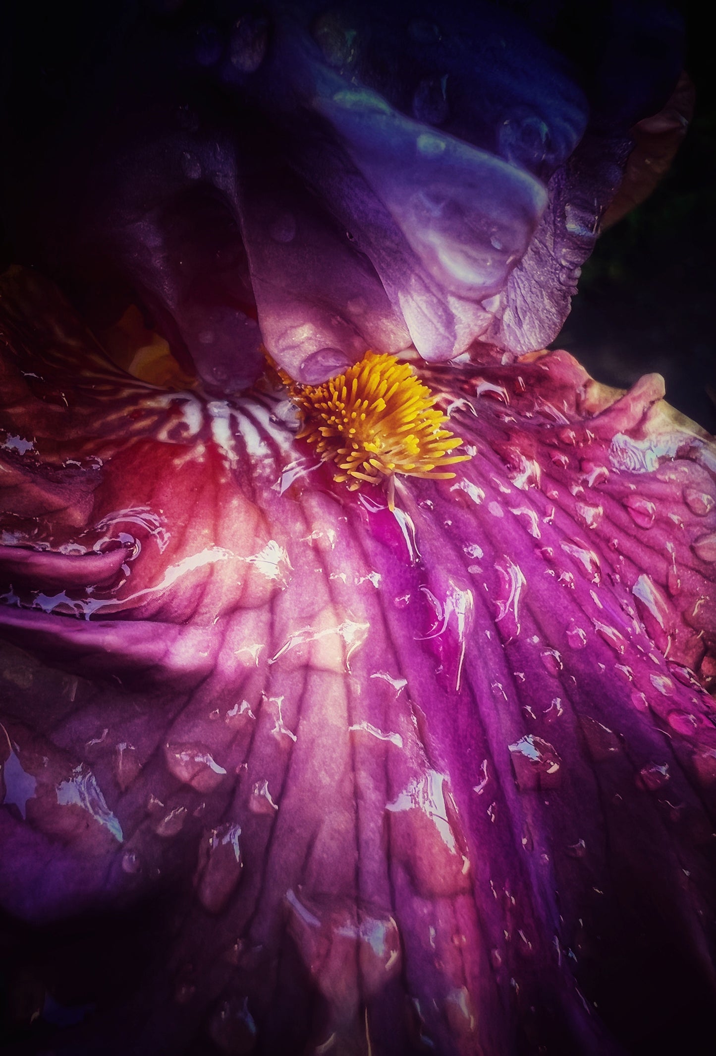 Fleurs Deluxe № 3