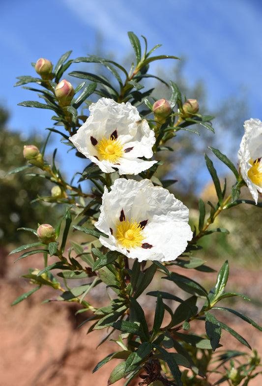 Labdanum Absolute “Super Premium”