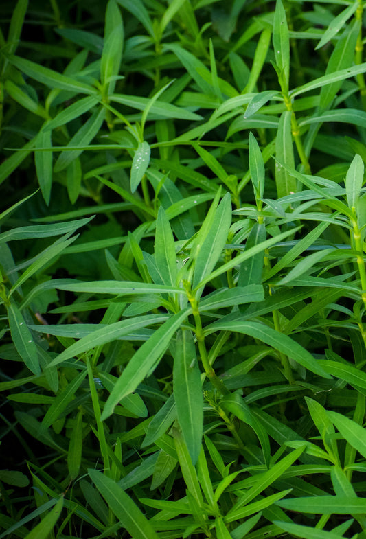 Tarragon “Signature” Oil
