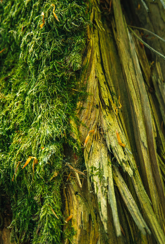 Fauxmoss®