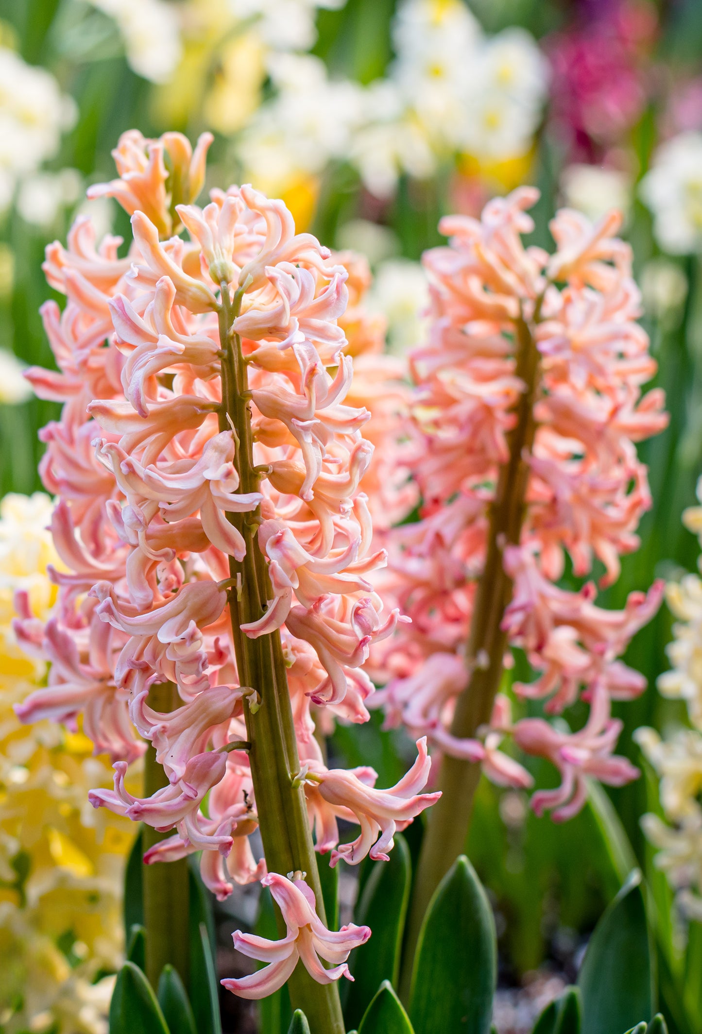 Hyacinth Body
