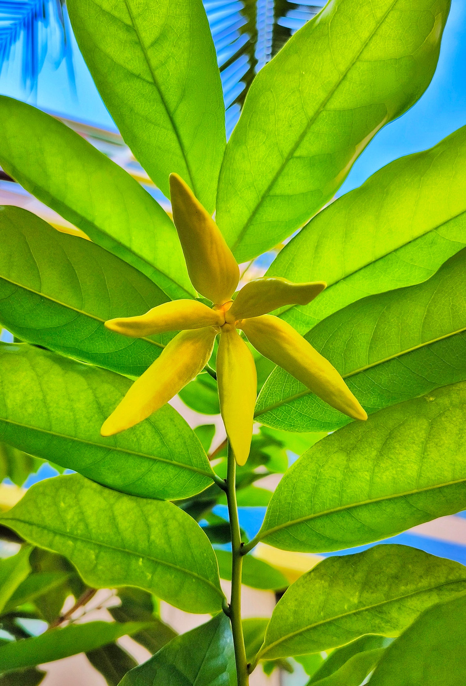 Xorozni teshikka mahkam boglang Stol ostida sorish Dik