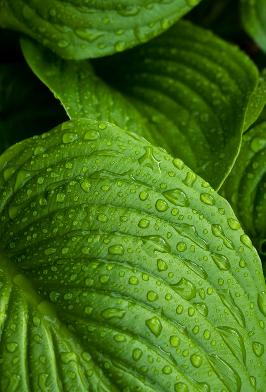 Greencatcher™