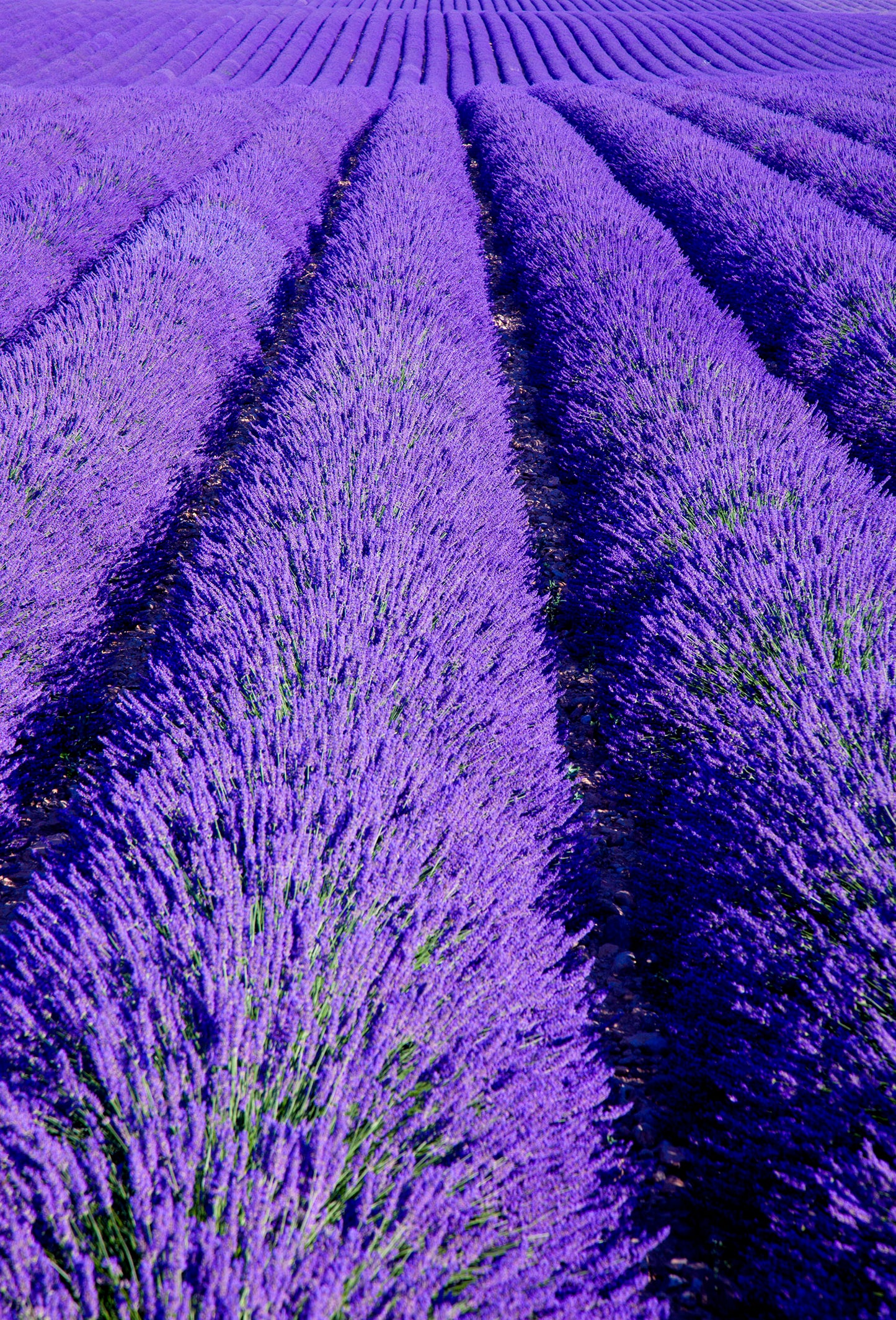 Lavender Diva Oil