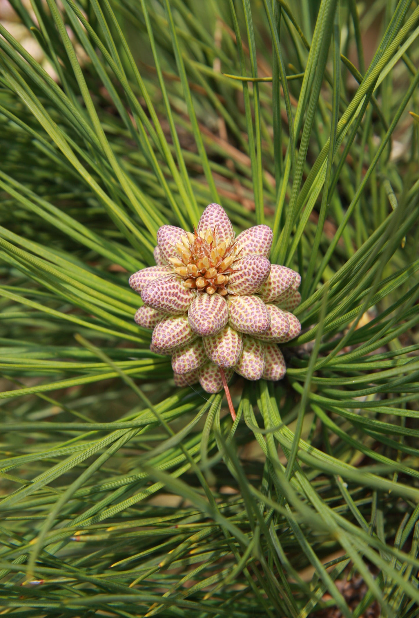Pine Needle Oil, Sylvestris