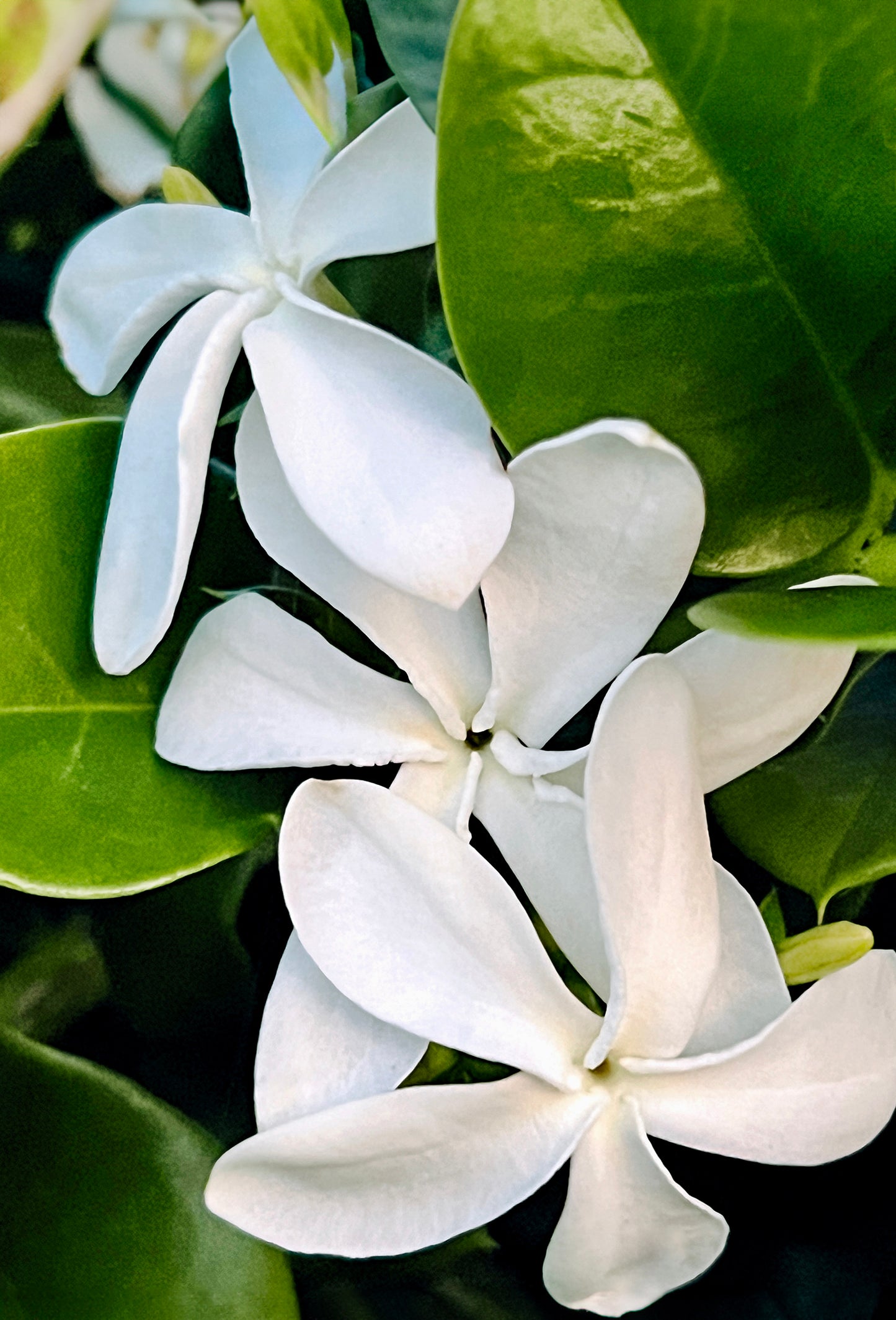 Jasmine Petals
