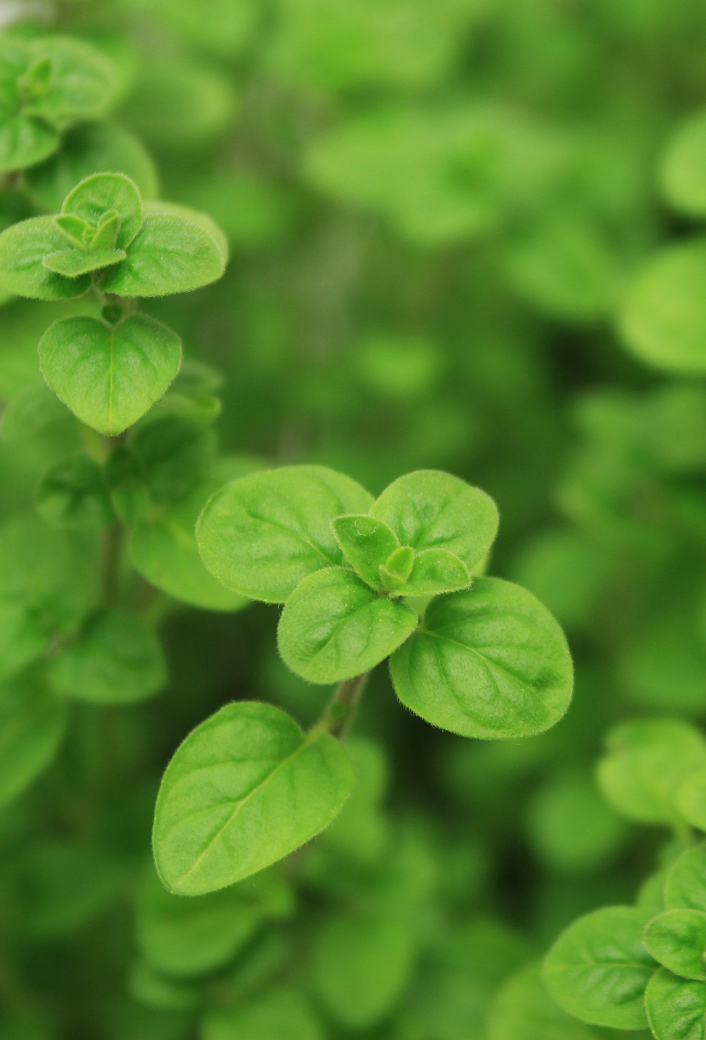 Sweet Marjoram Oil