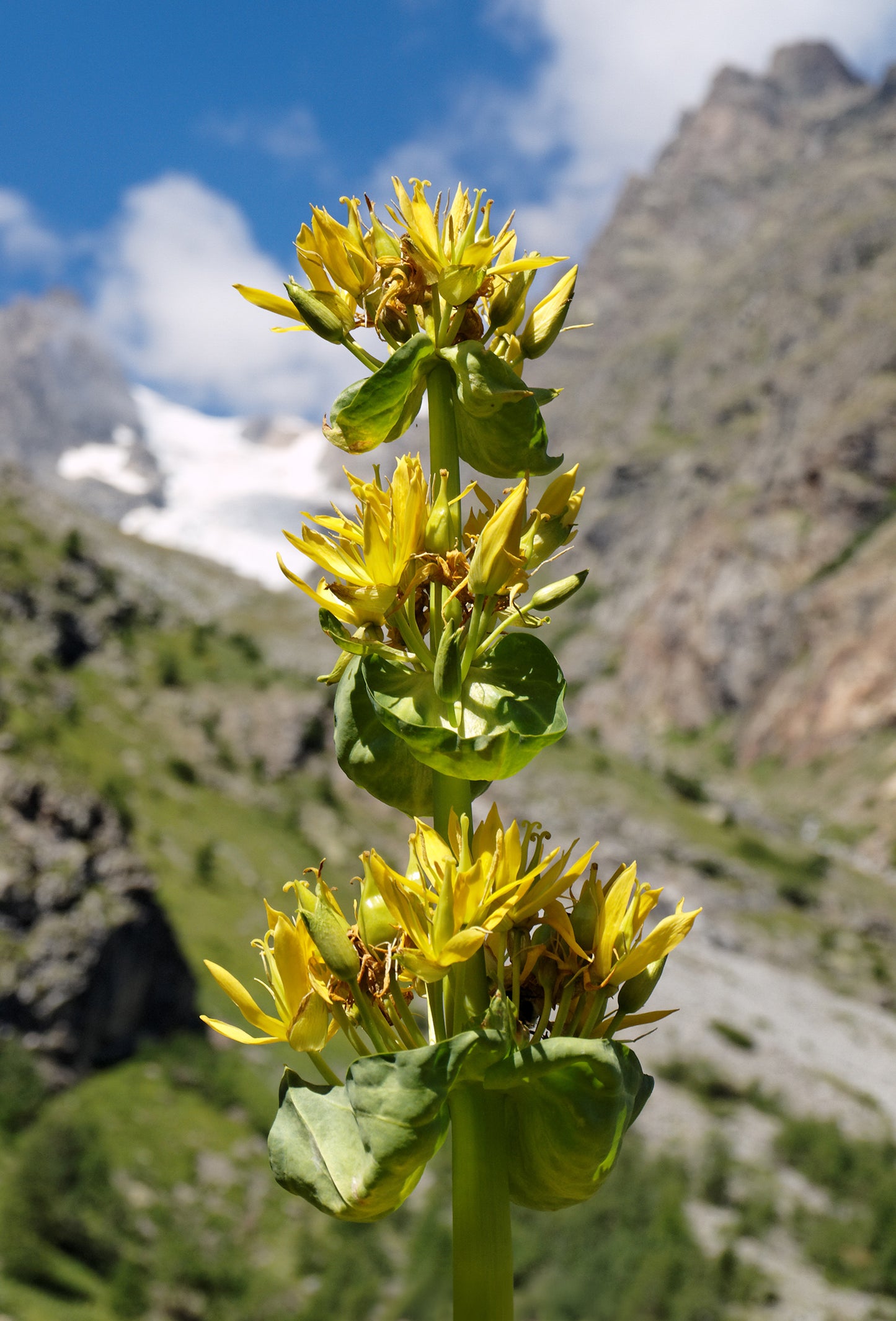 Gentian “Signature” Resinoid