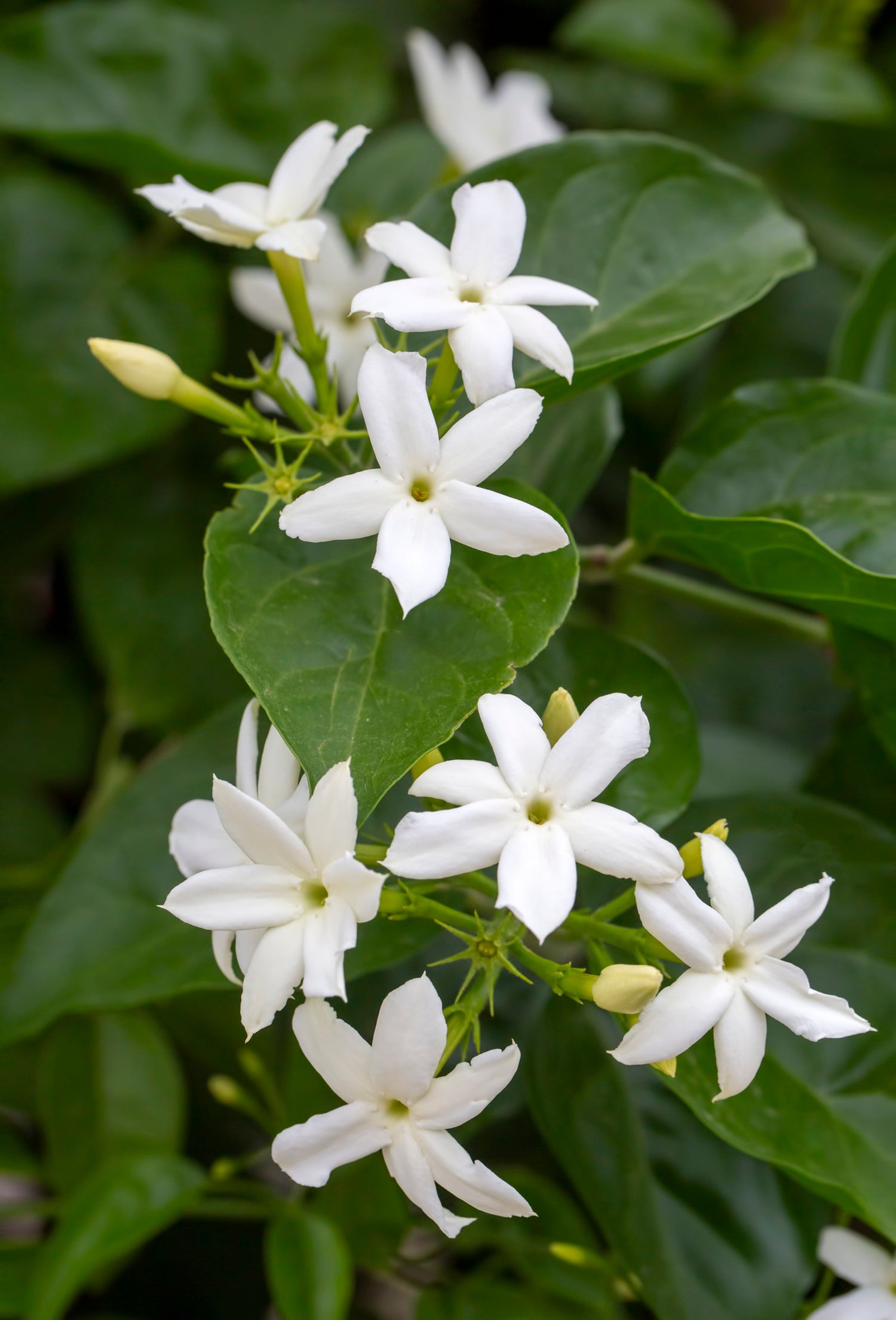 Jasmine Sambac “Enfleurage” CO2 – Fraterworks