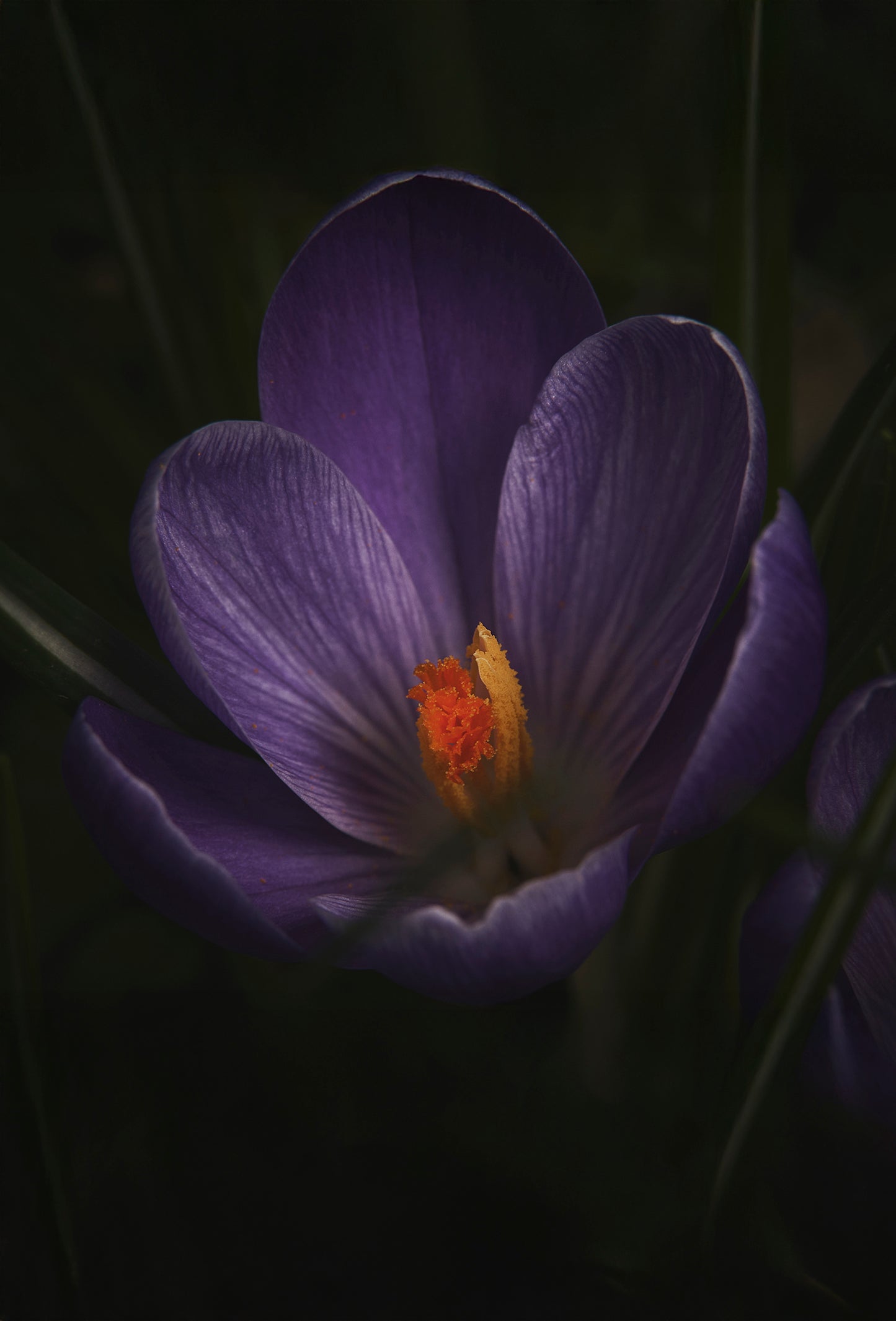 Saffron Hamra Attar Type Formula