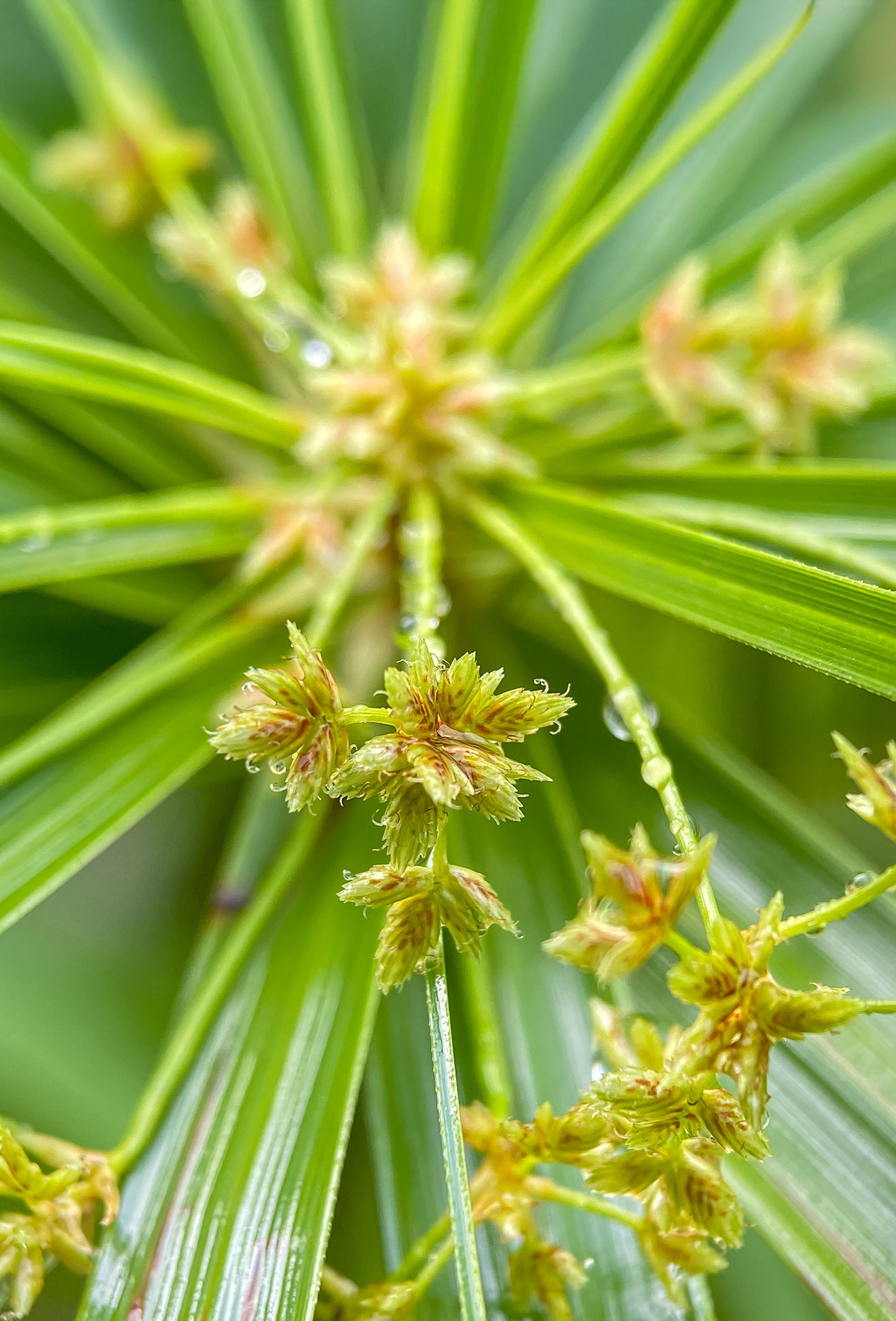 Cypriol Heart “Superior” Rect.