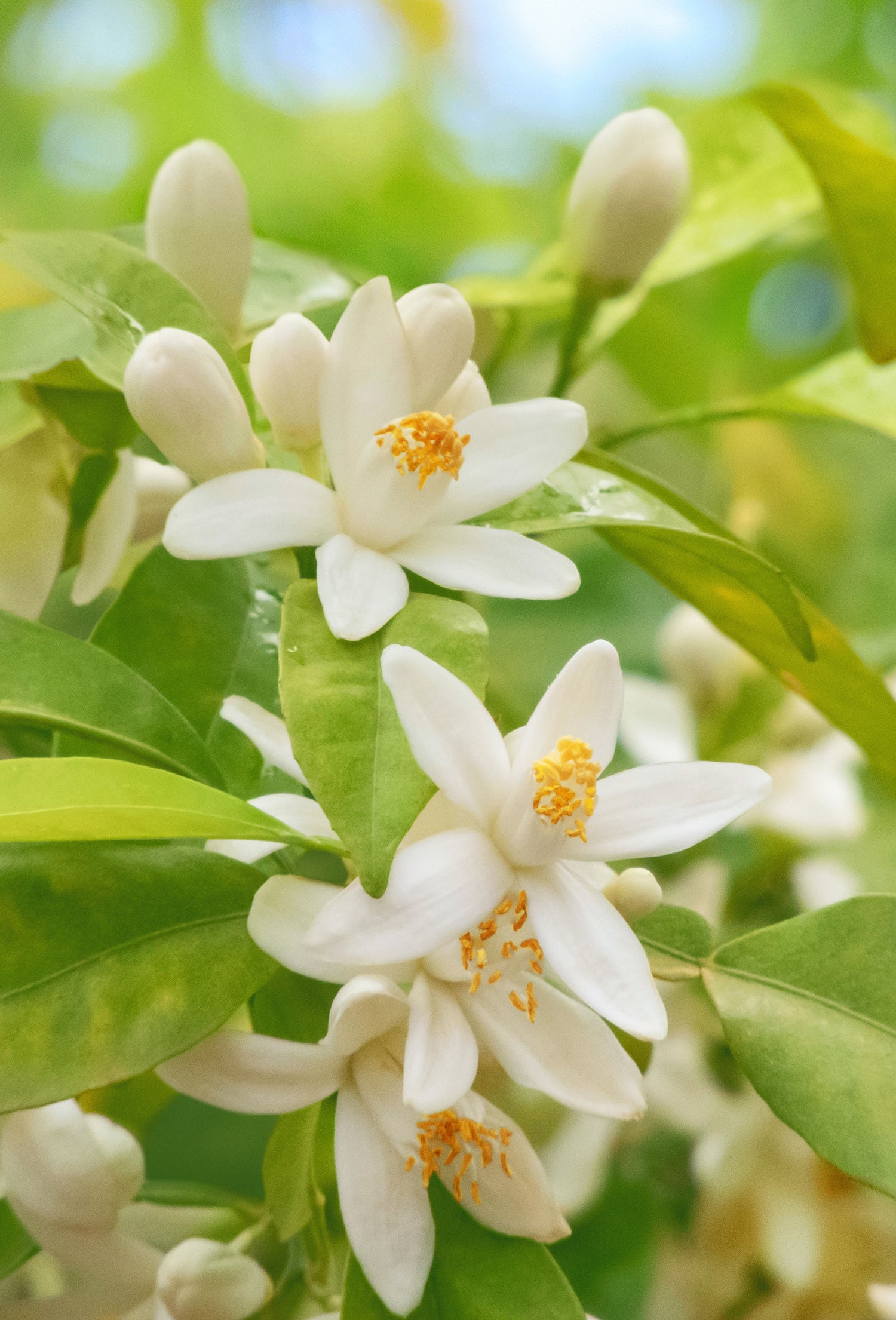 Orange Flower Water Absolute – Fraterworks