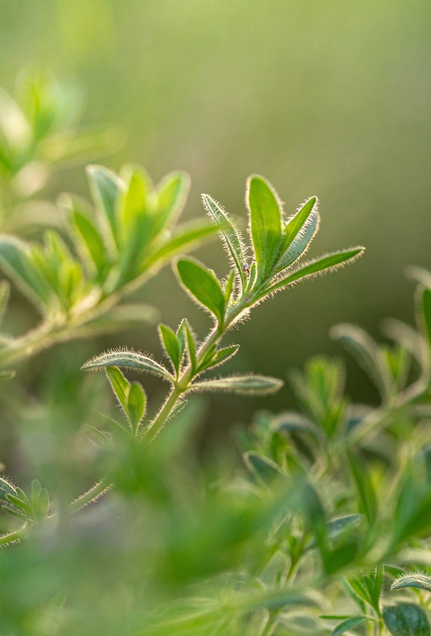 Thyme Oil ct Borneol