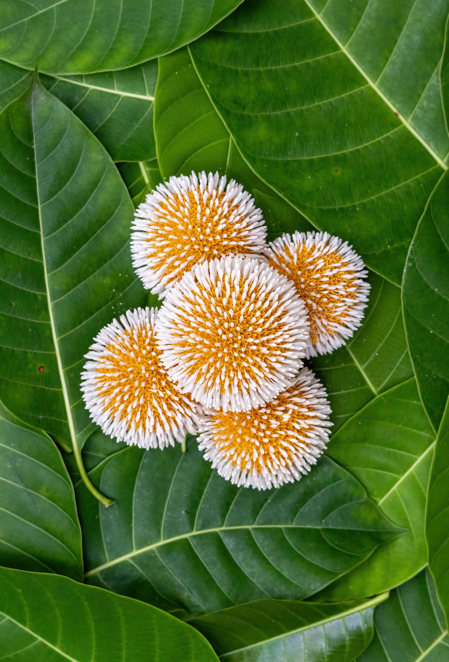 Cadamba Attar