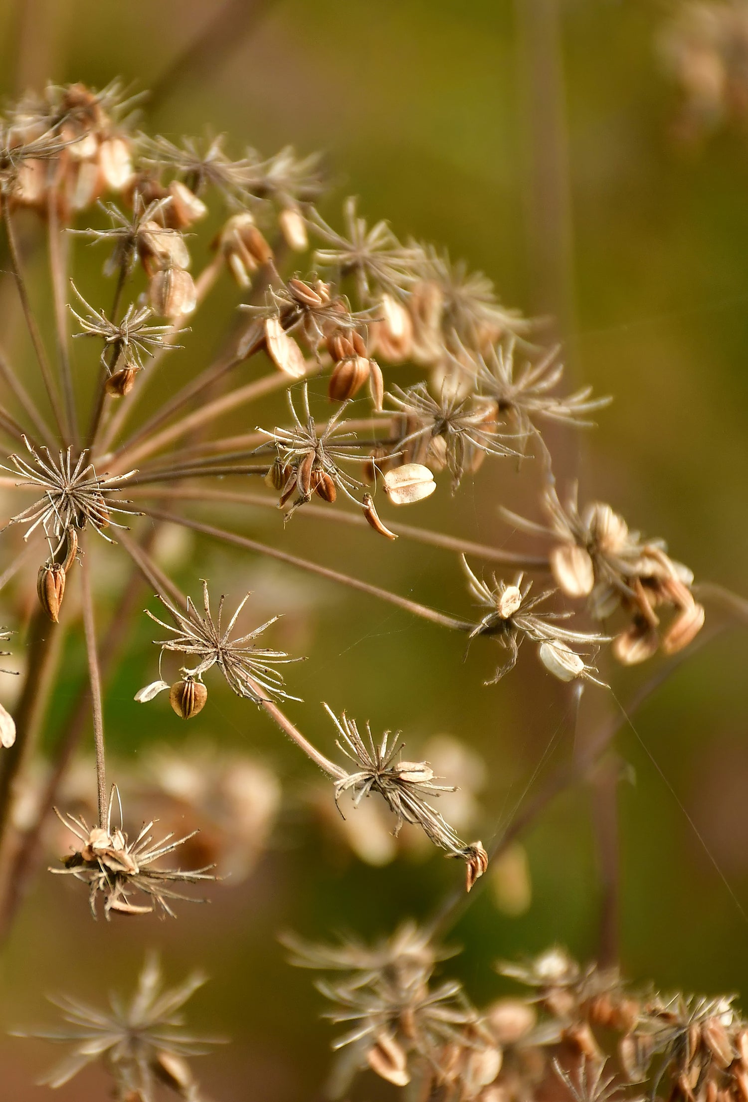 Angelica Seed Oil – Fraterworks