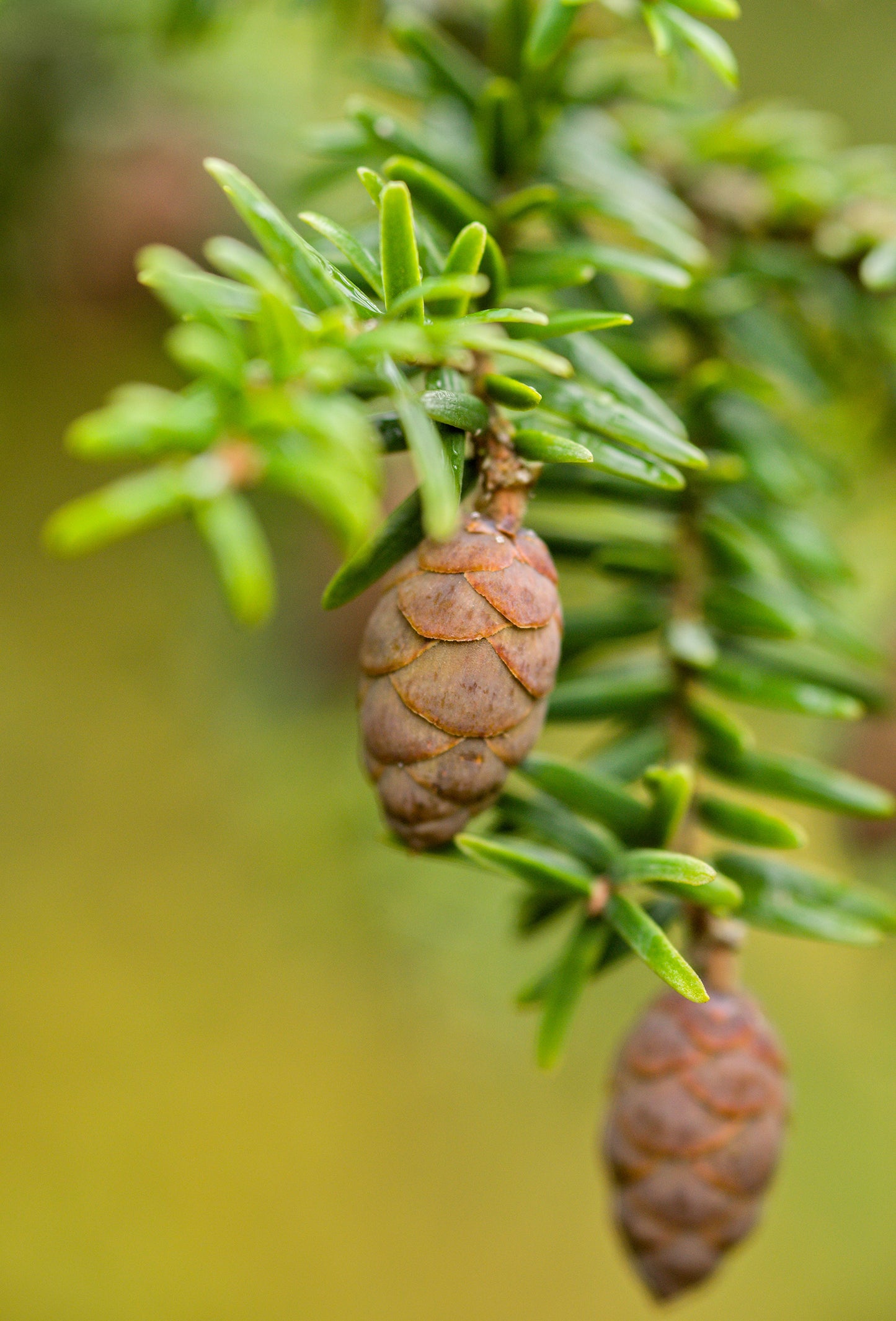 Blue Hemlock Abs, Decolourised