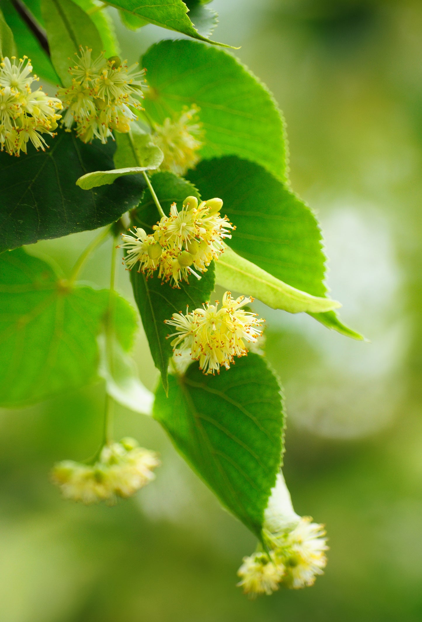 Linden Blossom Absolute