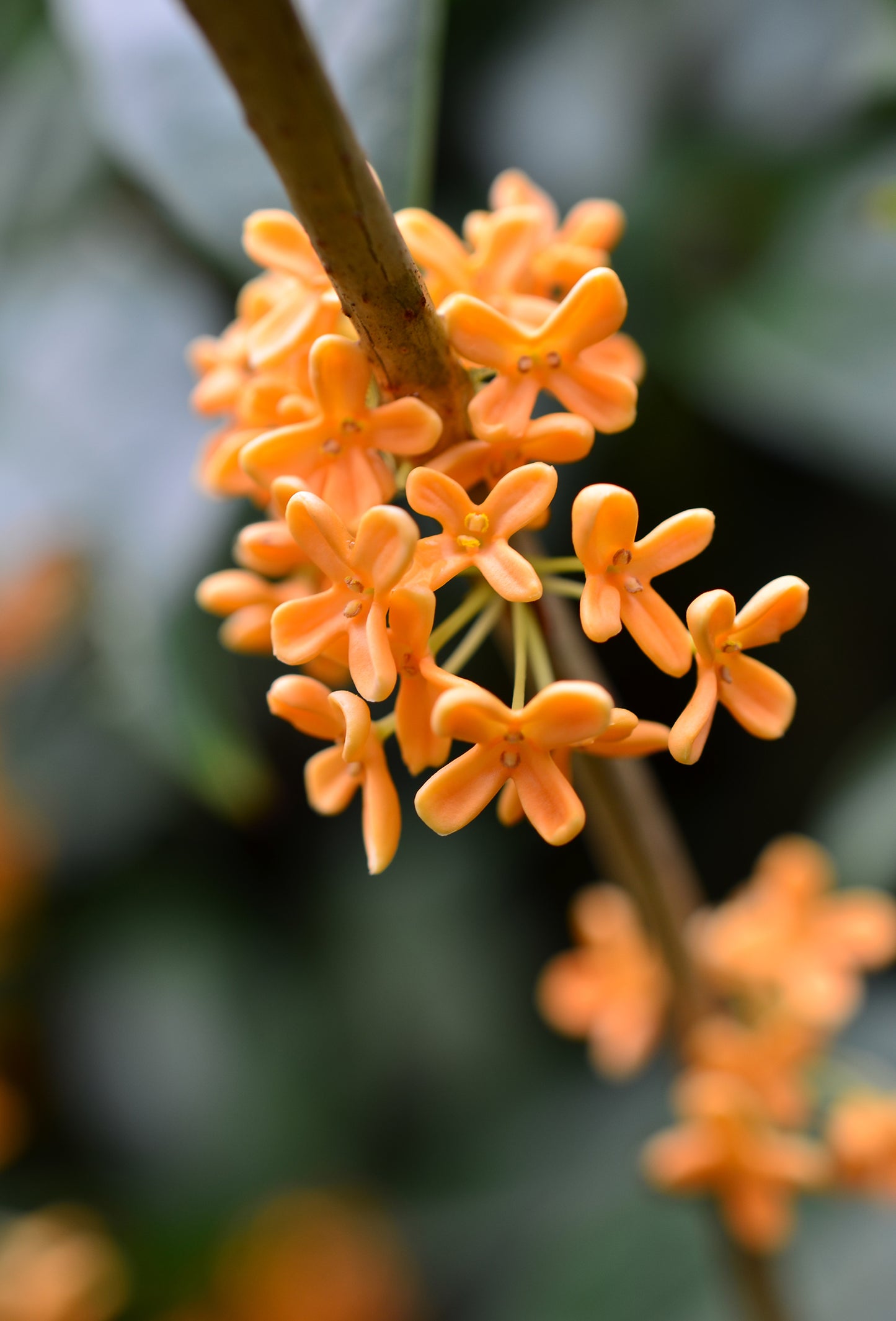 Fleur de Cuir