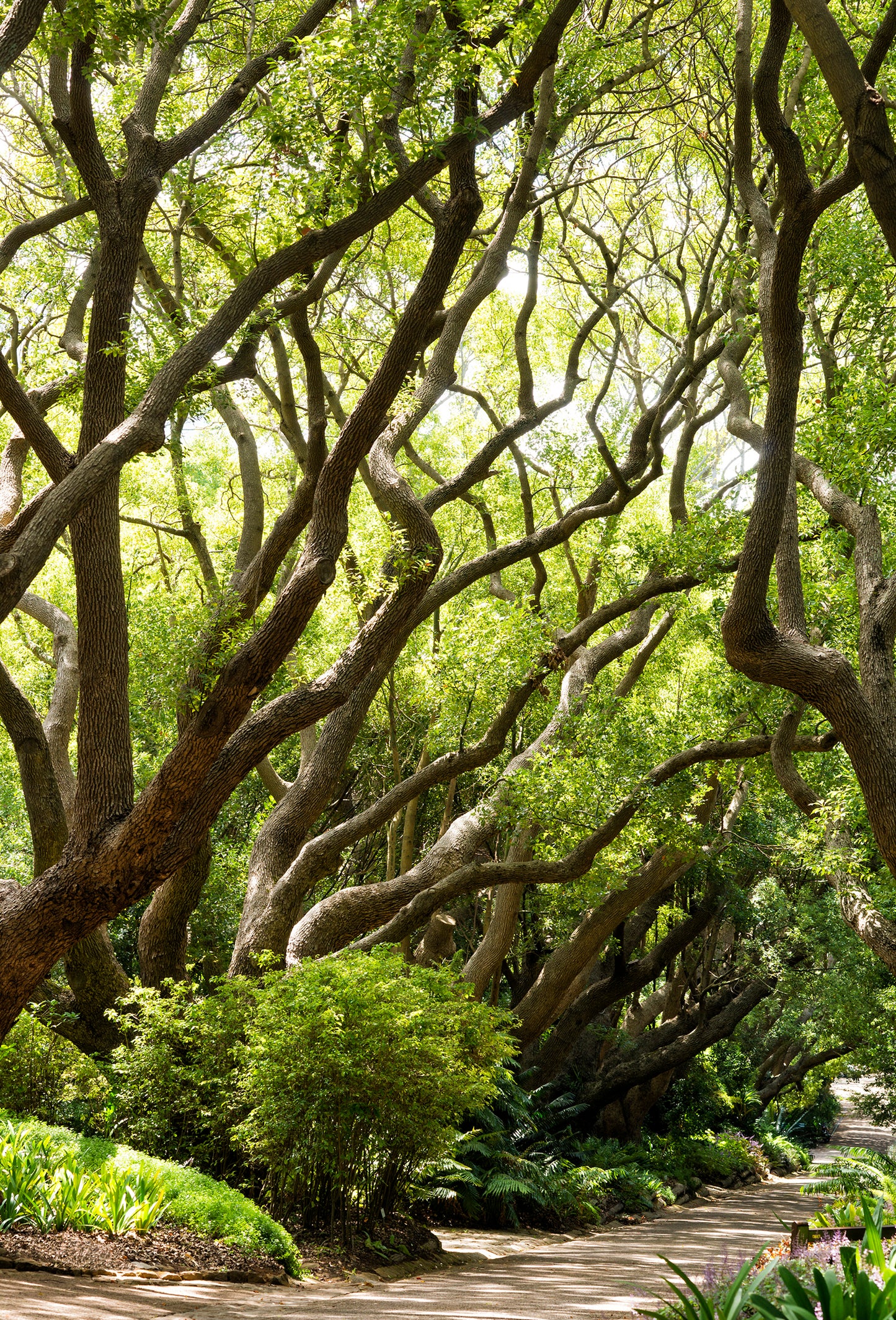 Ho Wood “Superior” Oil