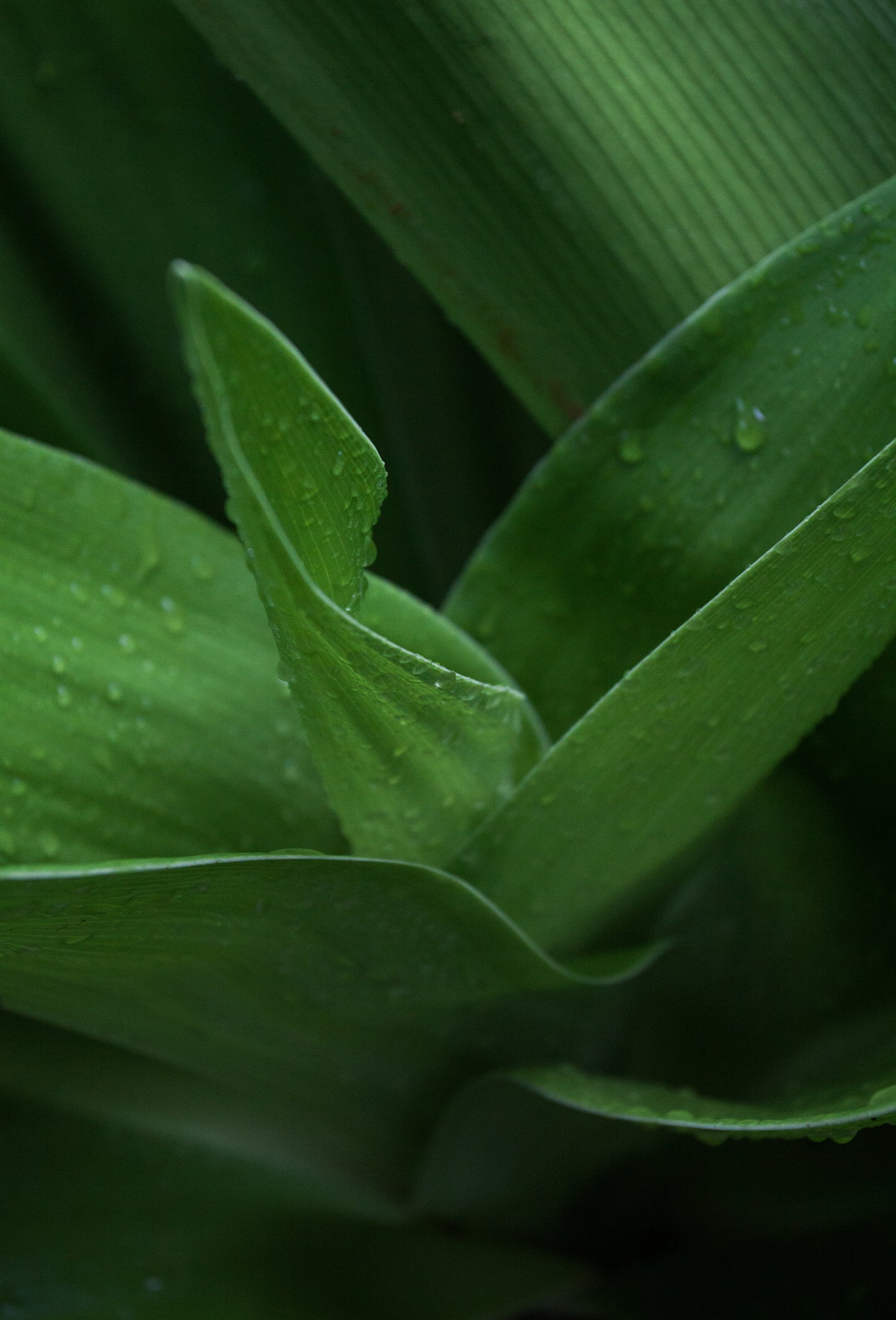Vetiver Acetate 53281