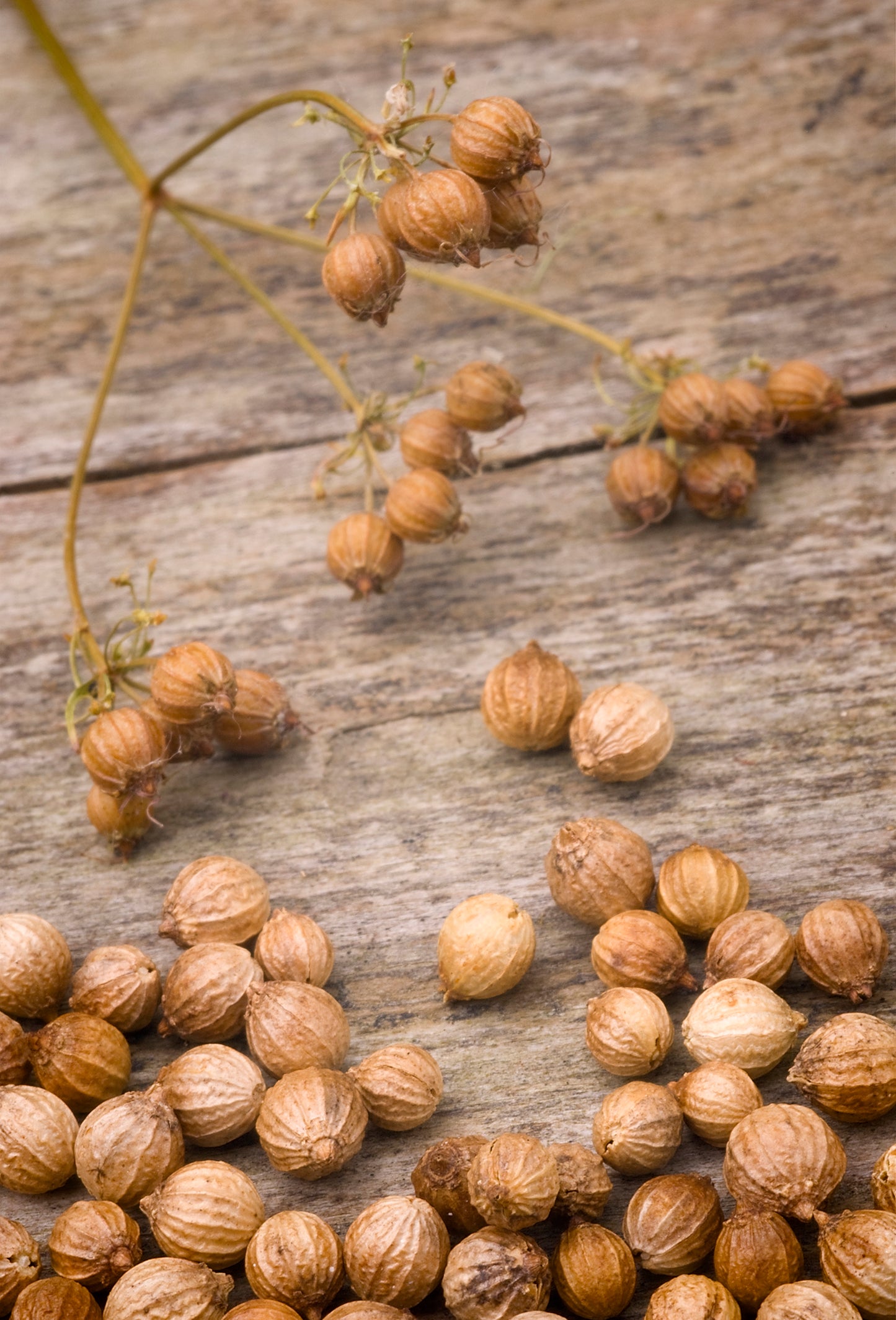 Linalool Dextro ex Coriander