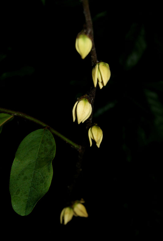 Ylang-Ylang III Oil, Org