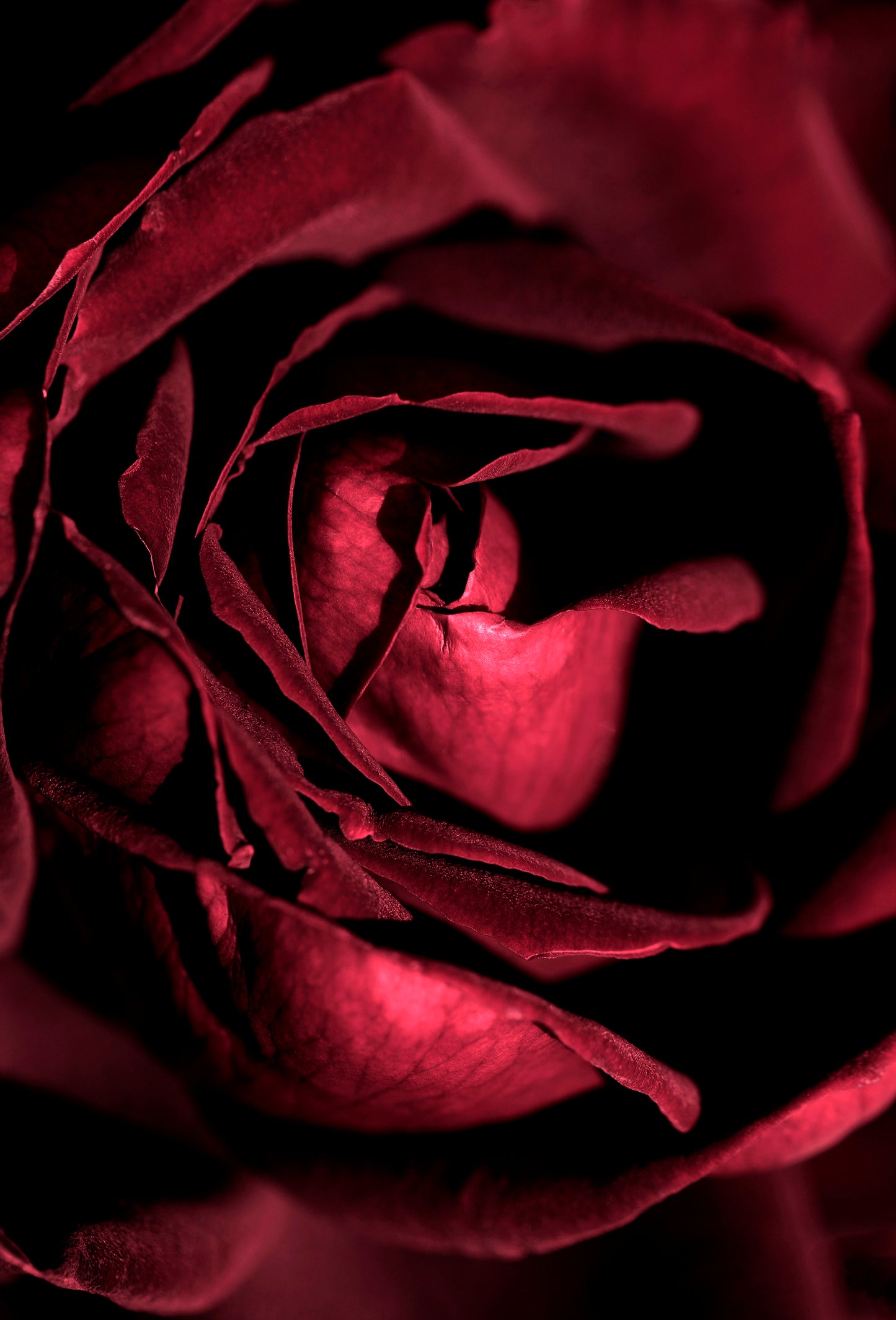 Rose Oxide Laevo
