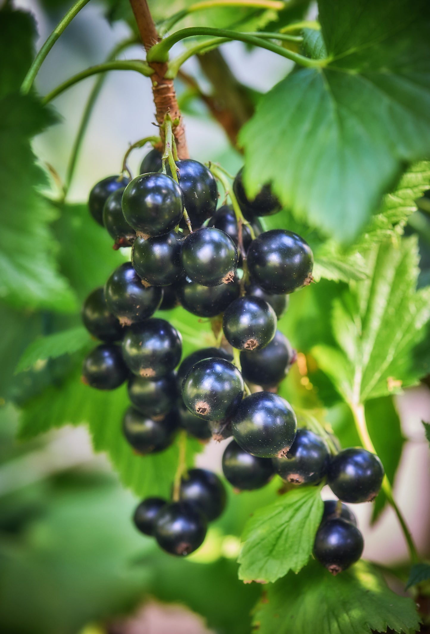 Blackcurrant Bud Absolute