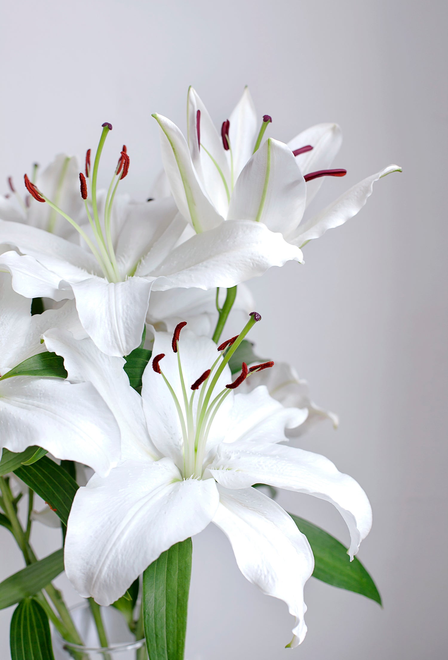 methode swiss lily white Lys De La Reine – Fraterworks