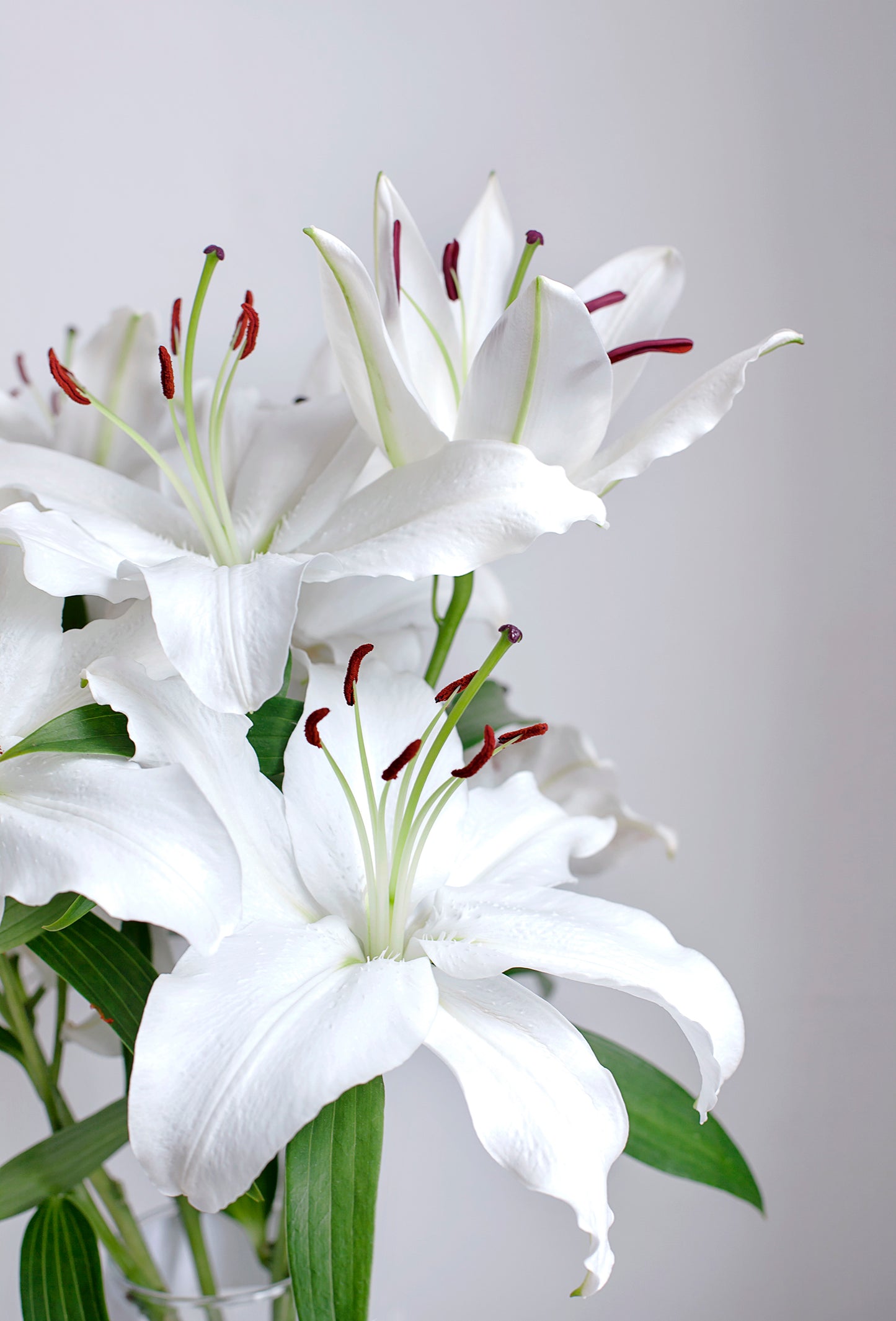 Lys De La Reine