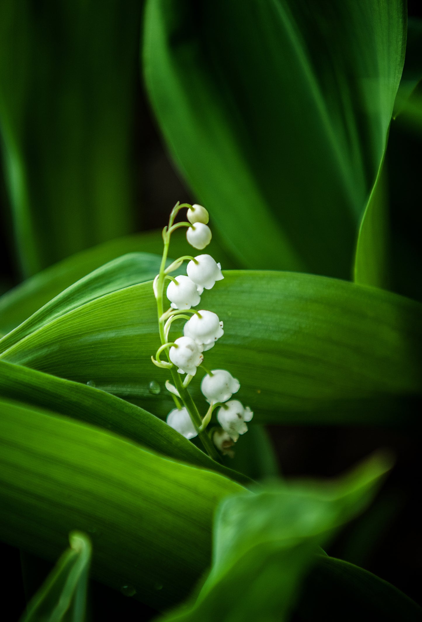 Muguet de Grasse