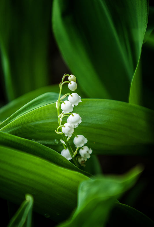 Muguet de Grasse
