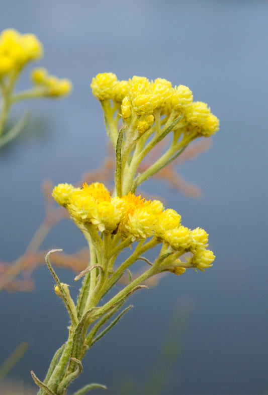 Immortelle Absolute