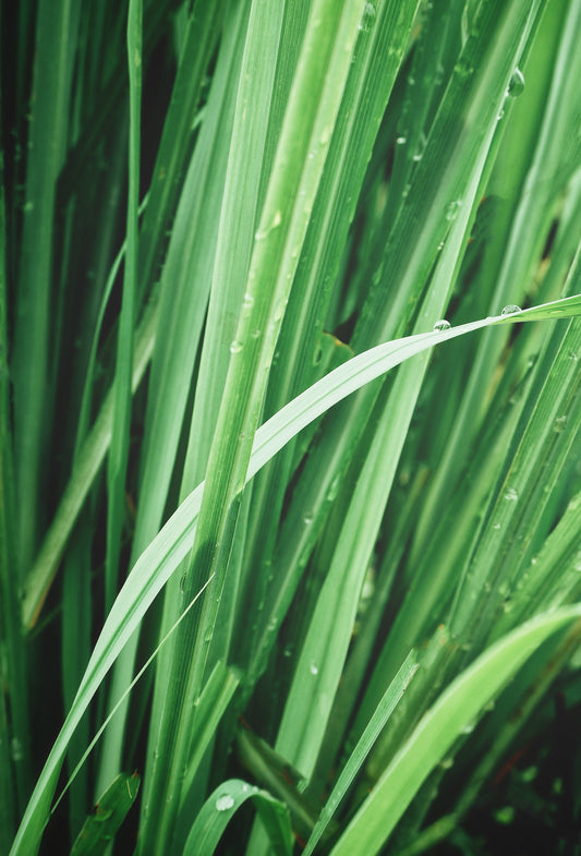 Vetiverol ex Vetiver Haiti