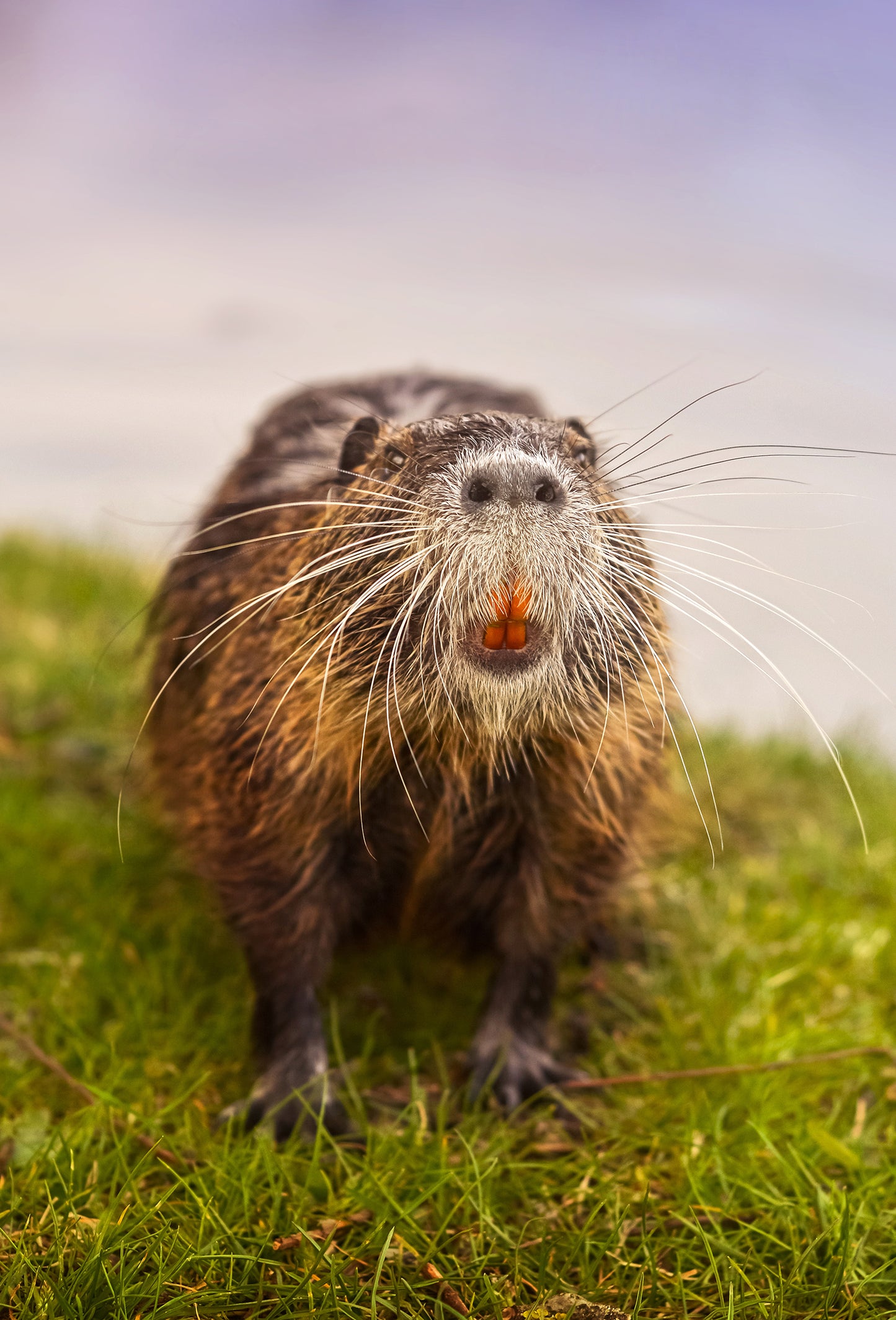 Castoreum Hyperessence 50% TEC