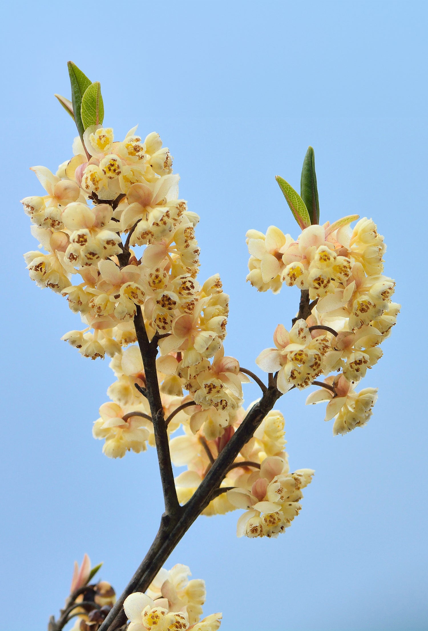 litsea cubeba